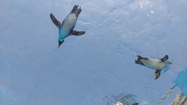 空飛ぶペンギンの記事動画
