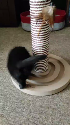 馬小屋で生まれた子猫の記事動画
