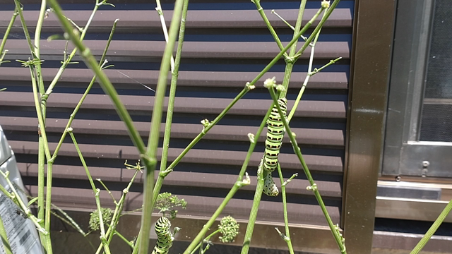 キアゲハの幼虫は暑すぎてぐったり！？の記事動画