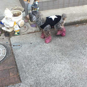 ルイちゃんの画像