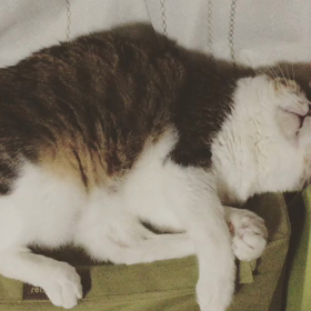 おやすみにゃさいの前にの画像
