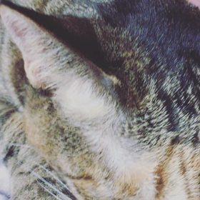 ふみふみチュパチュパの画像
