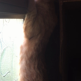 まだまだ子猫気分の画像