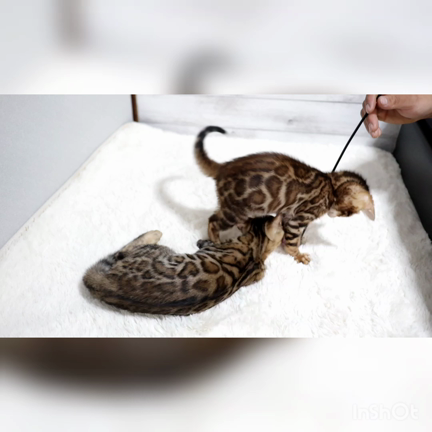 元気にすくすくの記事動画