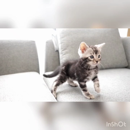 やらかしましたの記事動画
