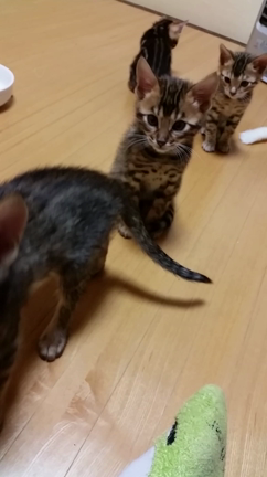 ヤンチャ坊主の記事動画