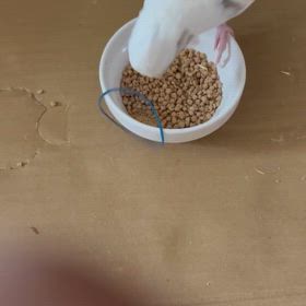記録の画像