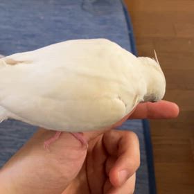 記録の画像