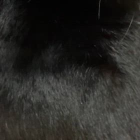 …の画像
