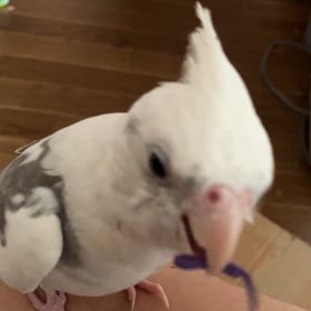 記録の画像