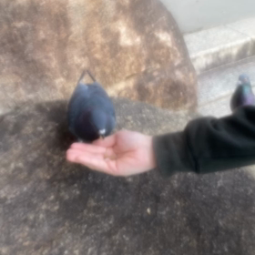 鳩の画像