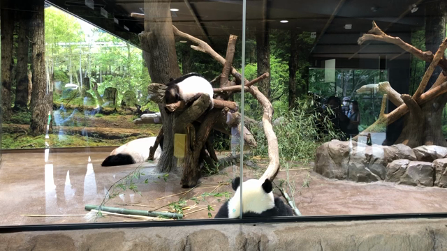 7/21  上野動物園❤️パンダ観覧☆13❤️の記事動画