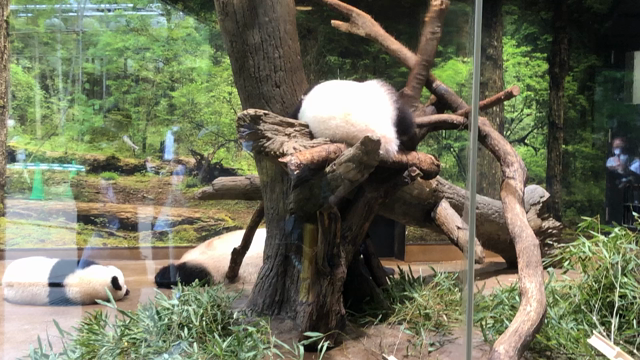 7/15 上野動物園❤️パンダ観覧☆12❤️の記事動画