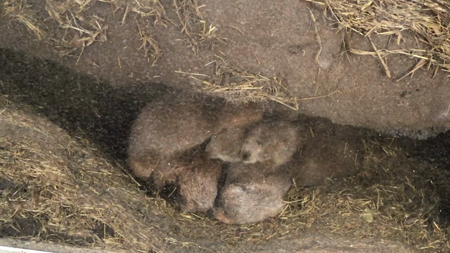 7/15 上野動物園❤️パンダ観覧☆12❤️の記事動画
