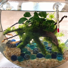 アボカドのその後＆水槽のレイアウト変更のサムネイル画像