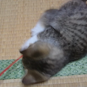 猫じゃらし(=ﾟωﾟ=)の画像