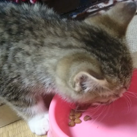 朝ごはん(=^ェ^=)の画像