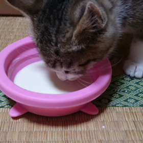 朝ミルク(*´ω｀*)の画像