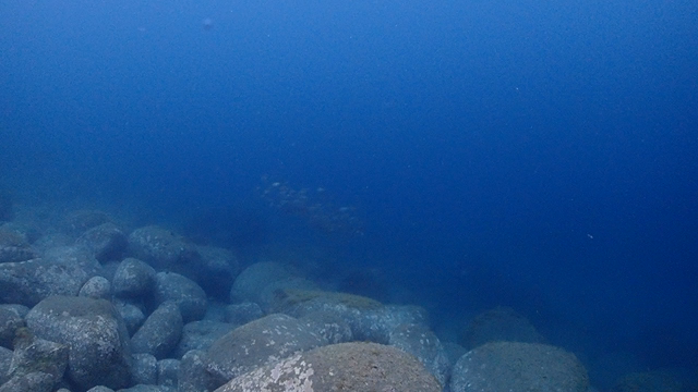 夏のオープンウォーター講習で見られる魚をご紹介！の記事動画
