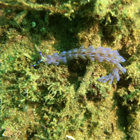 海中で動く花の画像