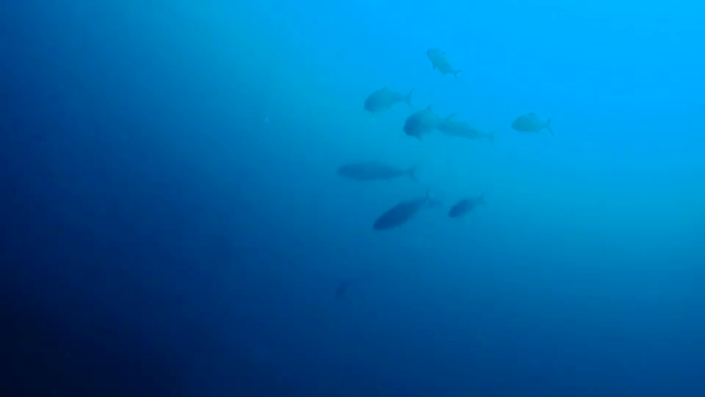 Mens Dive Day 2017の記事動画