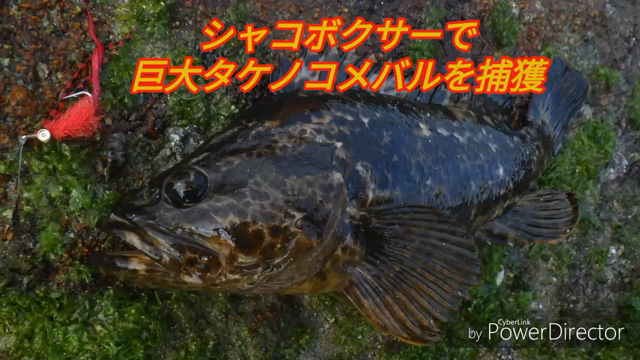アコウ狙いの朝マヅメにてキセキのサカナ　ＶＯＬ２の記事動画
