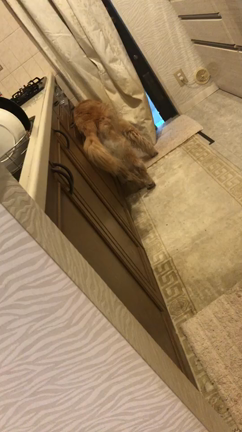 ひとつ、またひとつの記事動画