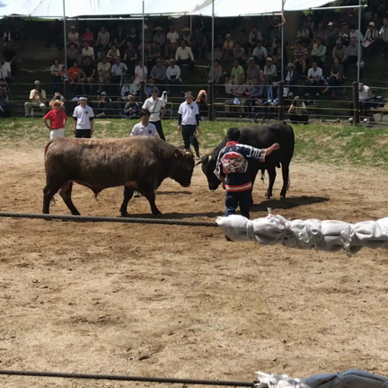 山古志 牛の角突きの記事動画