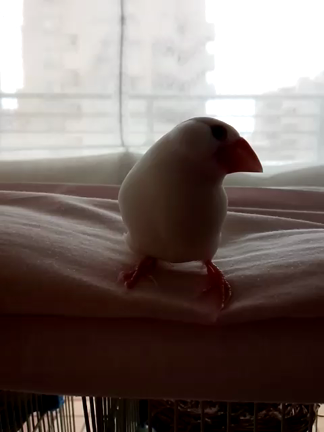 求愛ダンスの記事動画