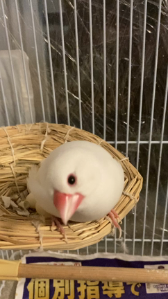 あけましておめでとうございますの記事動画