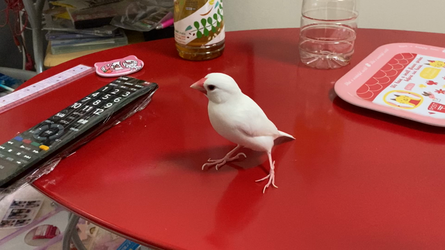 桃ちゃんが来て一年（幸せを運ぶ白い鳥）の記事動画