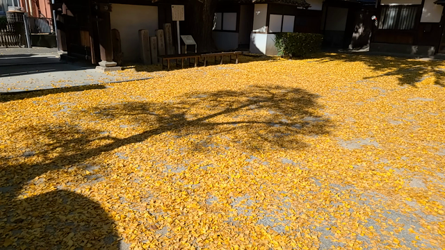 【いくつになっても…】好奇心に年齢は関係ないし、むしろ死ぬまで持っていたいの記事動画