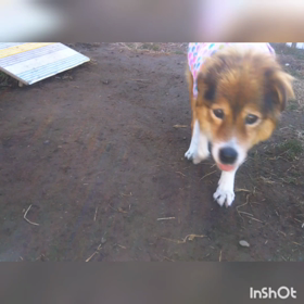 ありがとう、ふぅちゃんの画像