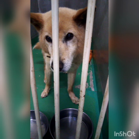 はちくん命日の画像