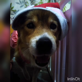 クリスマスの画像