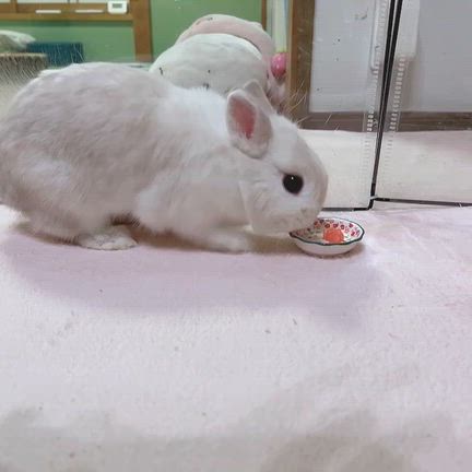 初めてのスイカの記事動画
