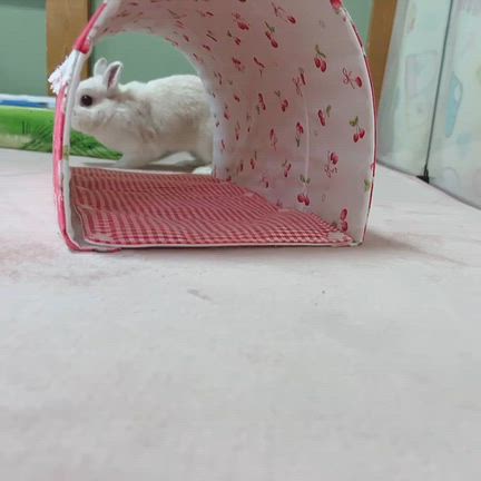 部屋んぽ中の美心ちの記事動画