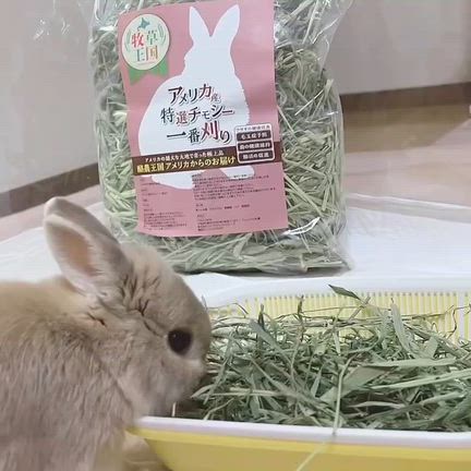 たまにはの記事動画