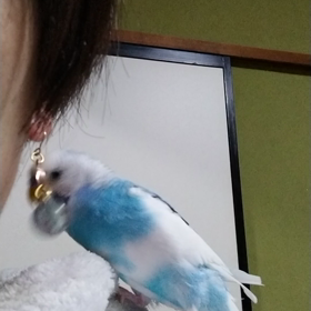 鳥語分かる方いません？の画像