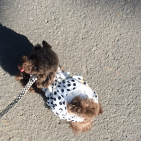 ぶりぶりワンピを着せてみたの画像