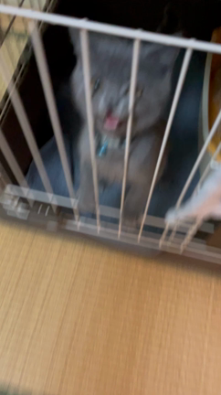 ぎんぎんの記事動画