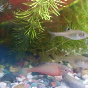 セボシ幼魚のうんちの画像