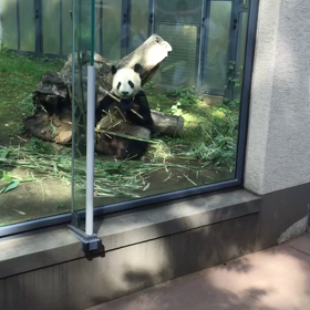 上野に行きました・パンダ編の画像
