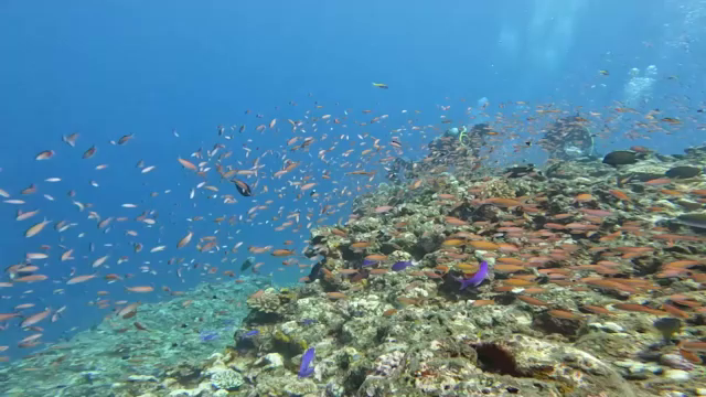 中性浮力とリラックス効果の記事動画