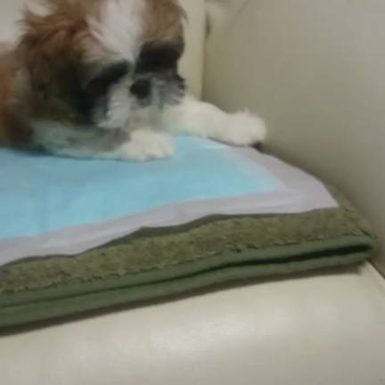 ～可愛いパピー犬～の記事動画