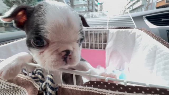 犬舎→DOG Stageへ³₃の記事動画