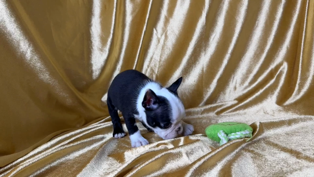 【子犬・動画】ボストンテリア君の記事動画