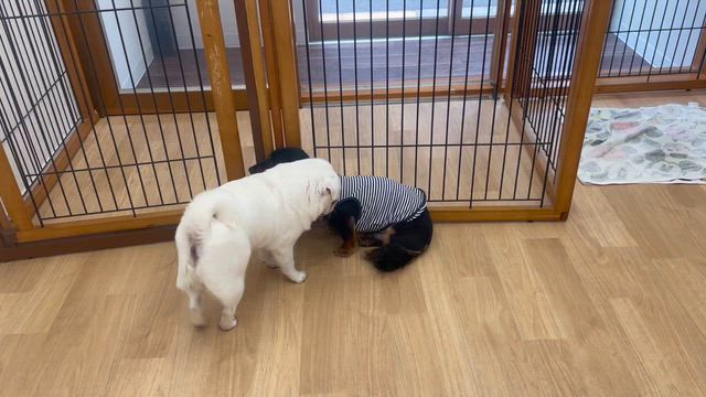 2026/8/27の記事動画