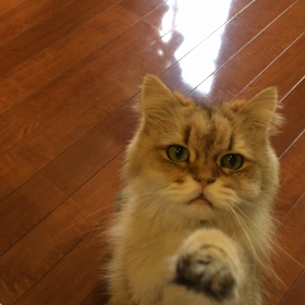 ためしにの画像