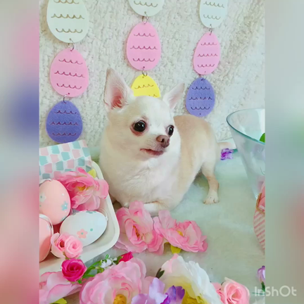 最近のお客様の記事動画